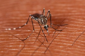Unlike malaria mosquitoes, Aedes aegypti feeds throughout the day. As well as dengue, Aedes mosquitoes transmit other diseases, such as yellow fever and West Nile virus Photo: ©Marc AuMarc, licensed under Creative Commons, courtesy of Flickr.