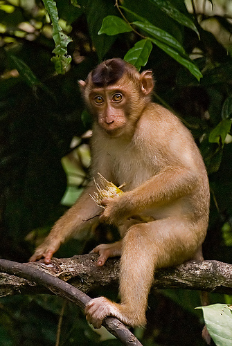 Macaque Monkey
