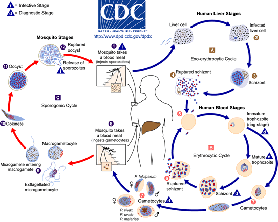generalised malaria life cycle